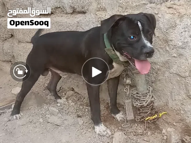ذكر بتبول لون مميز