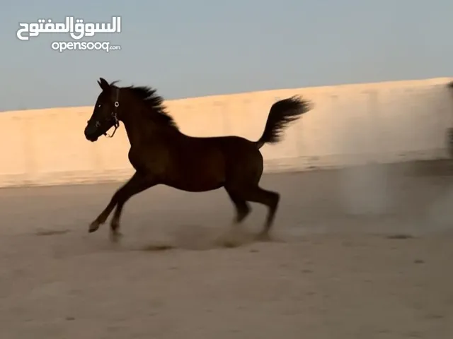 PURE ARABIAN YOUNG STALLION - PAPERS ALREADY REQUESTED