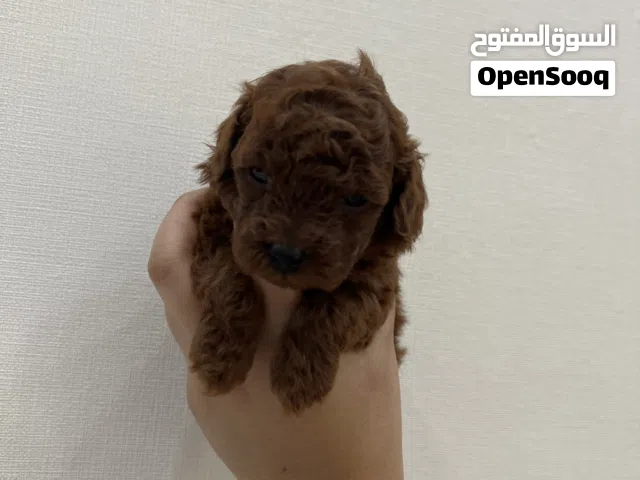 Tea cup poodle