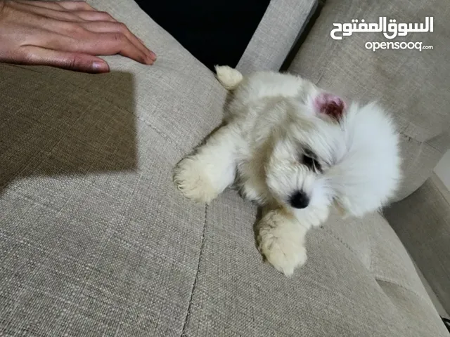 كلاب مالتيز للتبني العمر 3 اشهر ذكي وجميل ونشيط