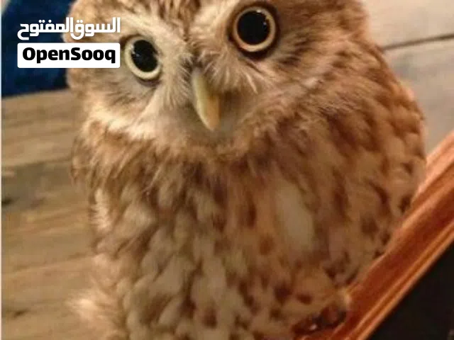 مناسبة للبيوت والأشخاص اللي بدهم حيوان مميز مش تقليدي إذا بتحب الحيوانات اللطيفة والمميزة،