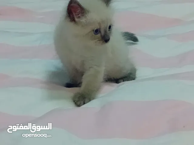 قطط كيتن هملايا شيراز