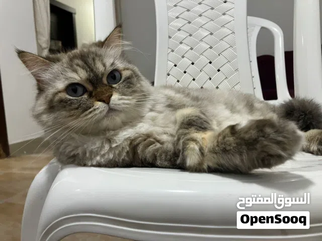 قطة للتبني