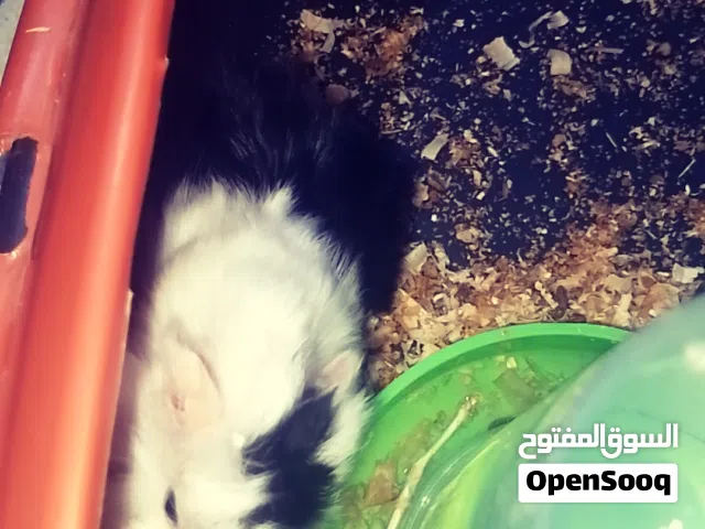 ارانب هندية ذكر و انثى للبيع
