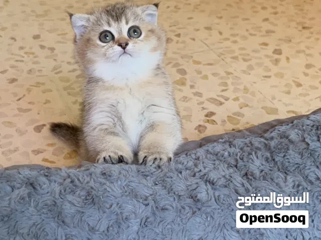 كيتين سكوتش فولد انثى ( Scottish fold ) كيتين جولدن ستريت ذكر ( Golden Straight )