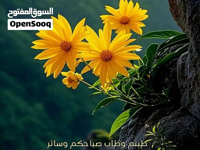 80 ft² 1 Bedroom Apartments for Rent in Hawally Maidan Hawally