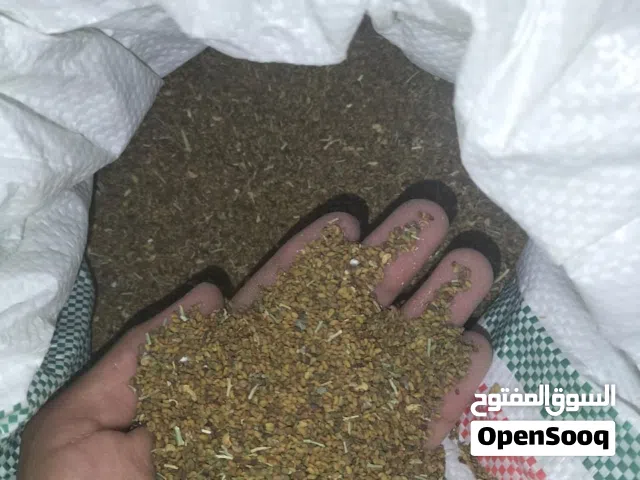 بذر قت عماني للبيع