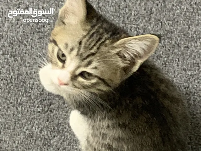 4 قطط للتبني