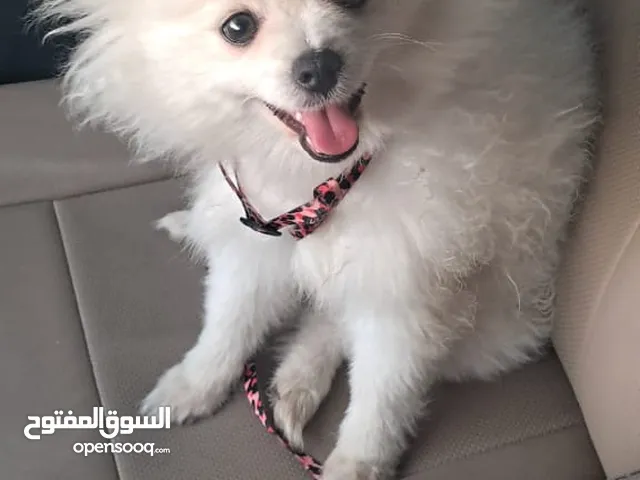 بومرينيان ذكر عمره 8شهور