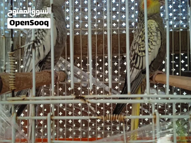 افراح كوكتيل