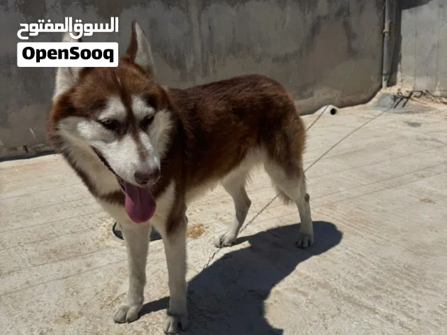 هاسكي نشيط متدرب