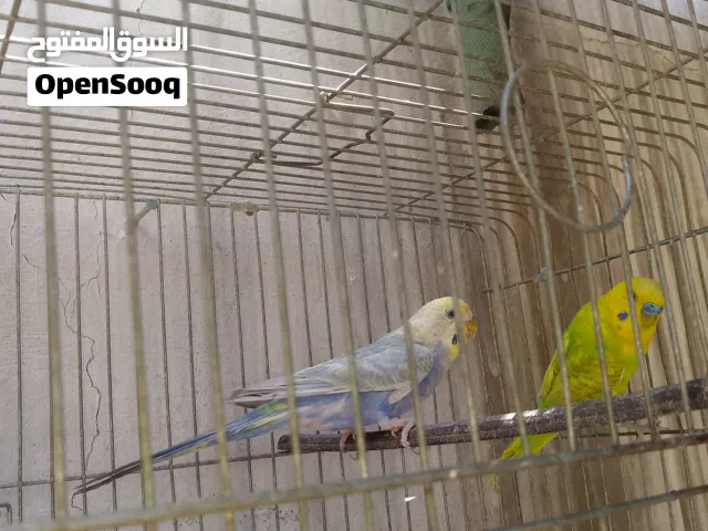 بسم الله ما شاء الله جوز حب الفحل لاتينو والطيره رينبو وطيره طفره بلديه