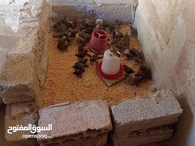 دجاج فيومي
