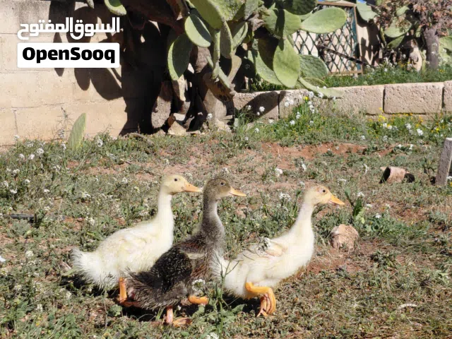 بط عدد 3 ذكر و 2 انثى