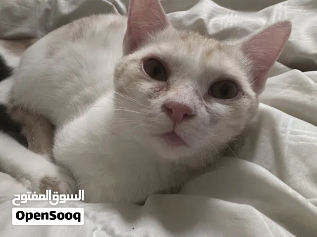 قط للتبني عمر 3 شهور