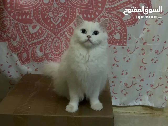 قطة شيرازية اصلية عيون زرقاء للتبني