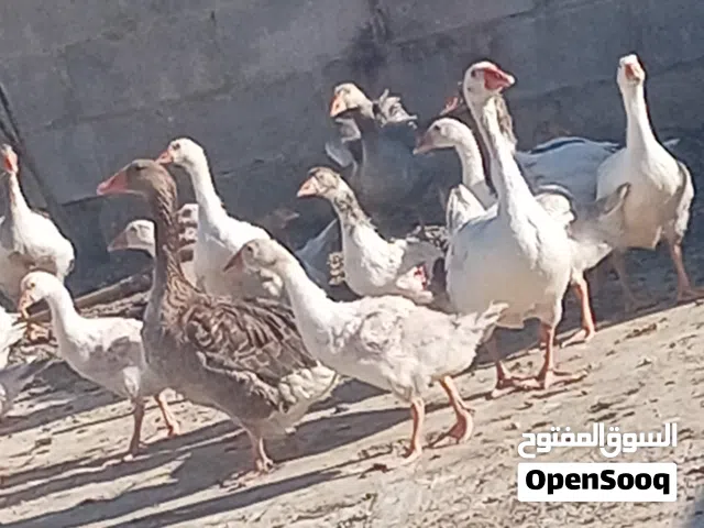 صغار وز عمر شهرين ونص