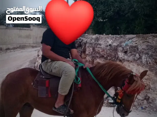خيل بسم الله عليه