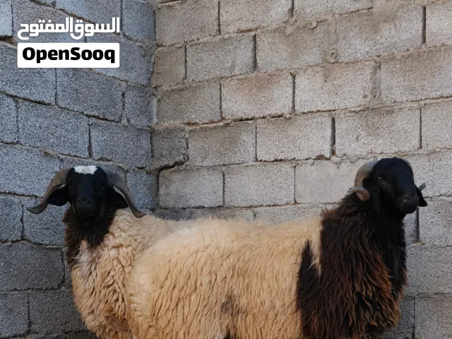 اضاحي للبيع