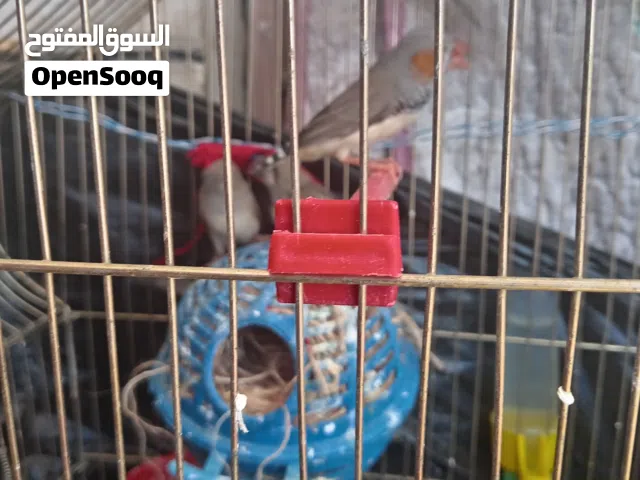 عصافير طيور الجنة 14 واحد   بيع كلهم مع بعض 7 ذكور 7 اناث
