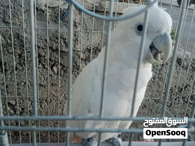 ببغاء كوكاتو أبيض، يُعرف بقدرته العالية على التعلم والتقليد.تتميز هذه الفصيلة بذكائها الحاد وشخصيته