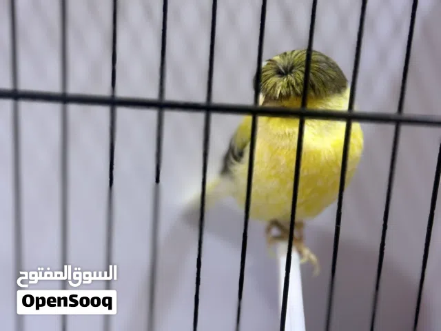 متاح كناريات مستويات حلوا