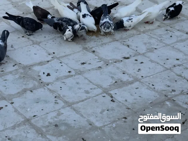 حمام عادي للبيع ب 0,800 بيسه سعر الجمله يختلف + 2 أناث باكستانيات