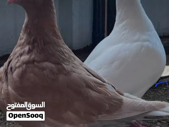 حمام للبيع