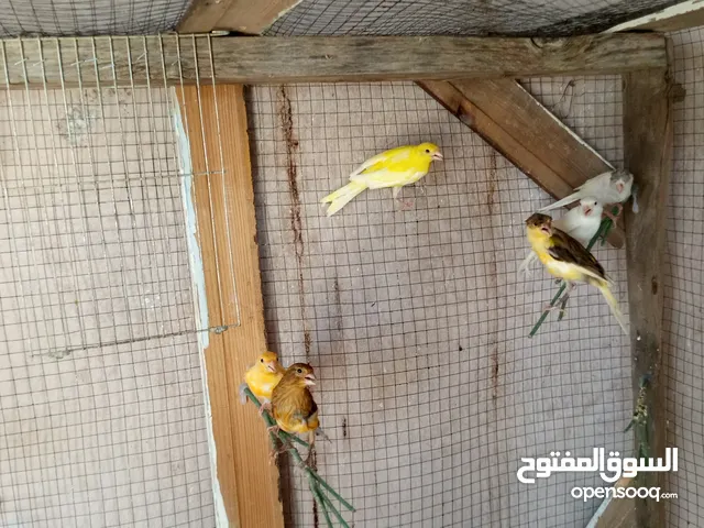 كوم كنار للبيع