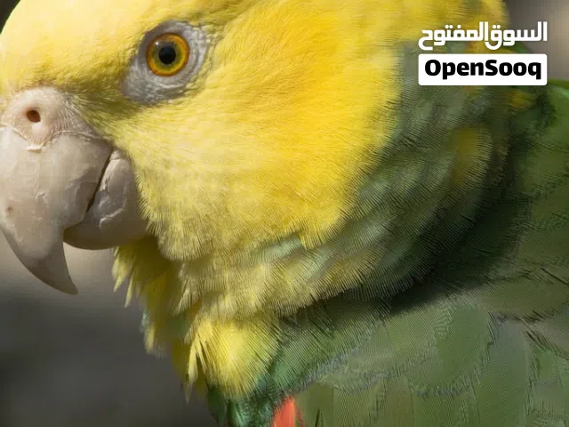 مطلوب دبل يلو هيد امزون