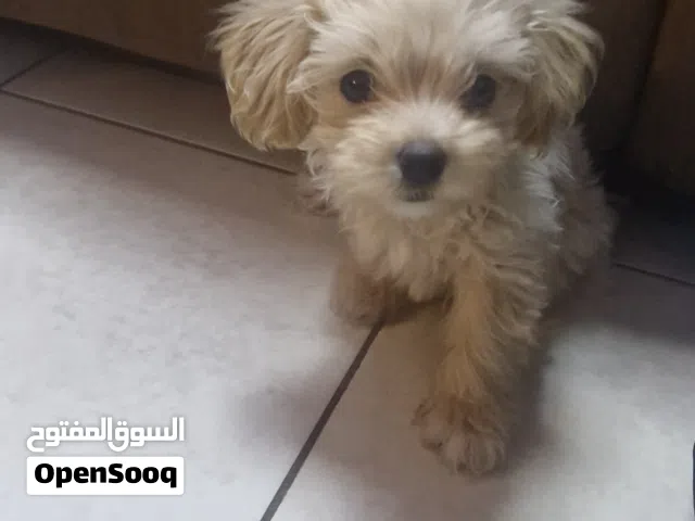 Mini Maltipoo 3-month-old, male