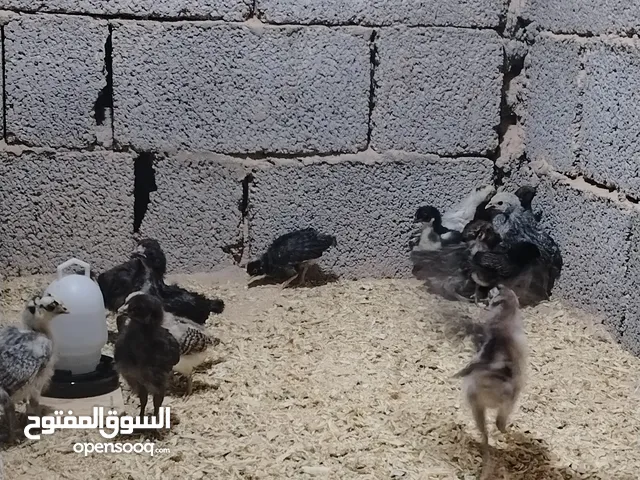 فلوس عربي..
