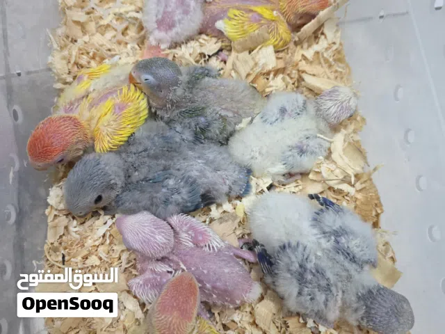 فروخ لوفبيرد Lovebirds