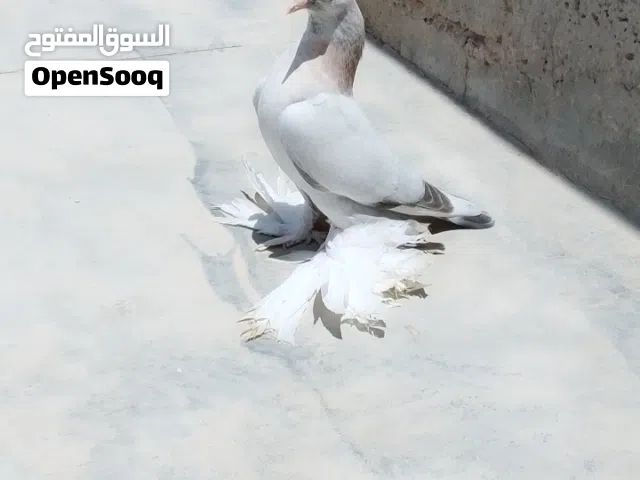 متاح فرخ حمام شقلاب هزاز ربي يبارك
