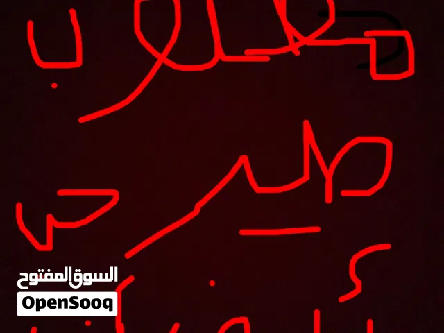 مطلوب طير حب أليف أنثى عمره سنه