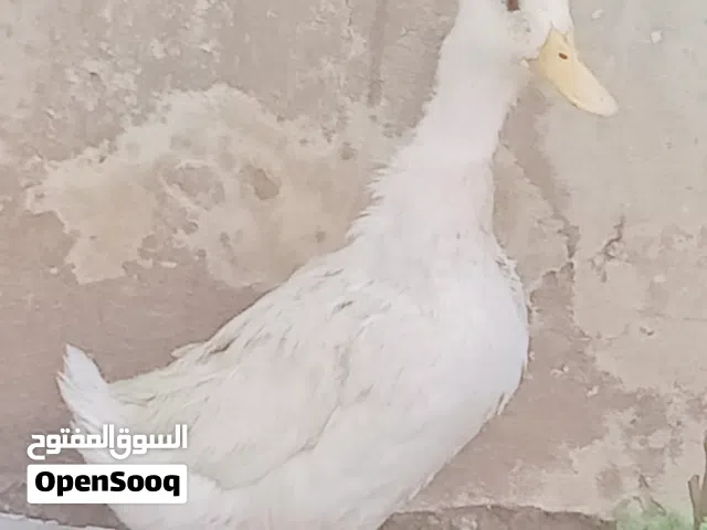 بطه انثا للبيع او البدل على جاجه بياضه ملاحظة التواصل خاص فقط فقط