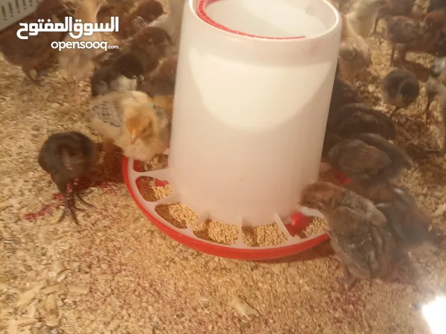 صوص بلدي للبيع صحة ونضافة ماشالله الله