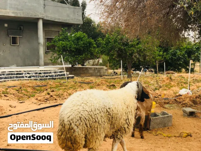 خرفان اضحي للبيع