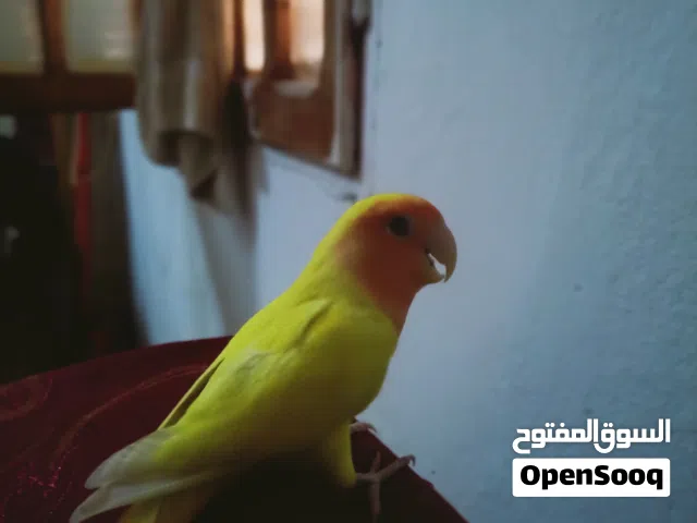 ذكر روز رد فيس