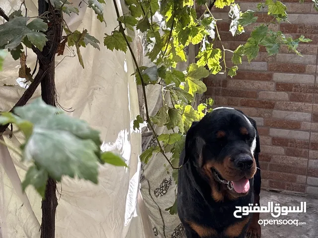 كلب روت ويلر للبيع بسعر مغري