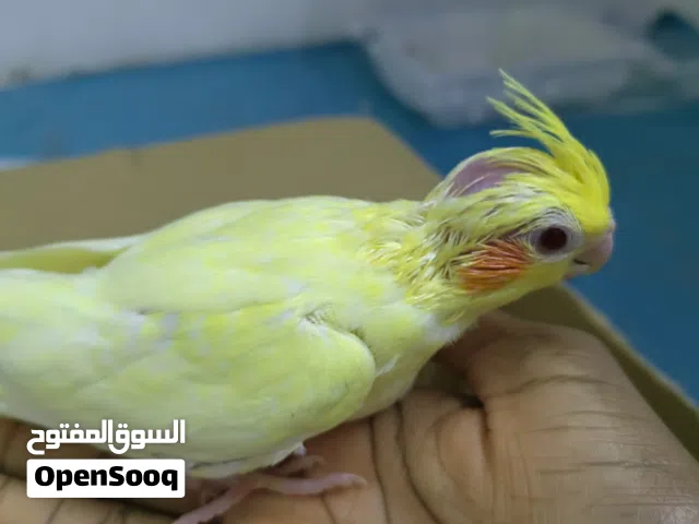 كروان للبيع