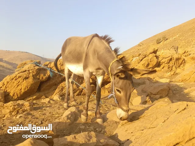 جحشه غنم كفاله ركوب