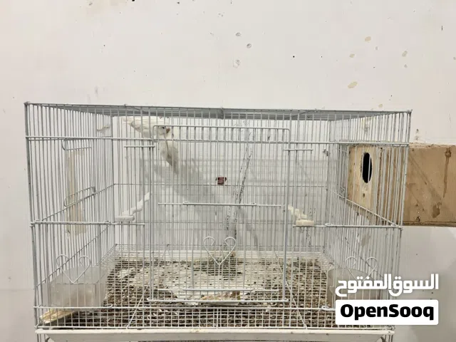 روز ألبينو بيور عيون حُمر