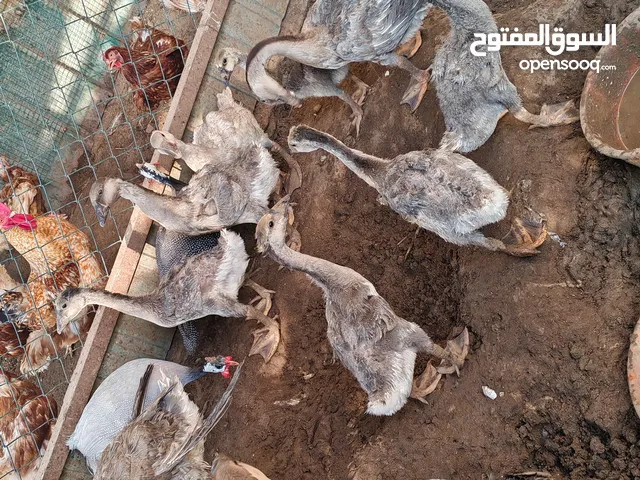 وز كندي 15 حبه صغار و وسط من شهرين الى 4 شهور مكس
