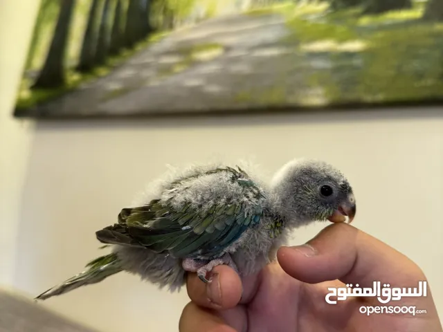 بعد الصلاة على النبي فرخ ريدرام براكيت زق يدوي متعود على الزق باقي التفاصيل بالوصف