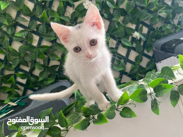 قطط شيرازي للبيع متوفر ذكور واناث موجود للتبني وموجود نظيفين ومتعلمين ع اللتر بوكس