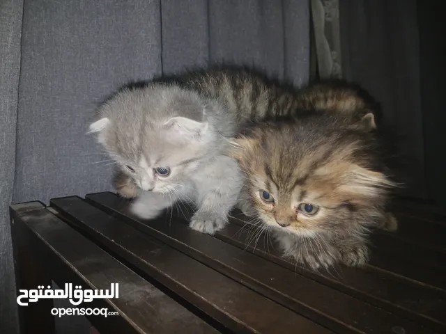 فرصة لتربية قطط العمر شهرين الام شورت هير والاب شيرازي حلوين ولعوبين