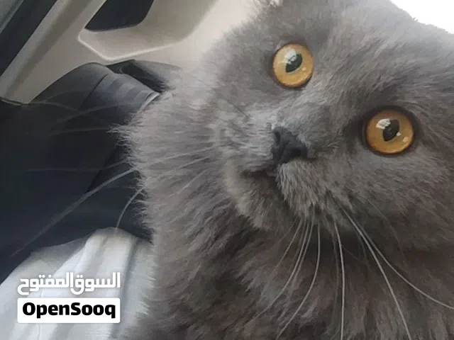 قط بريطاني طويل الشعر بيل اير British Longhair لا يوجد توصيل