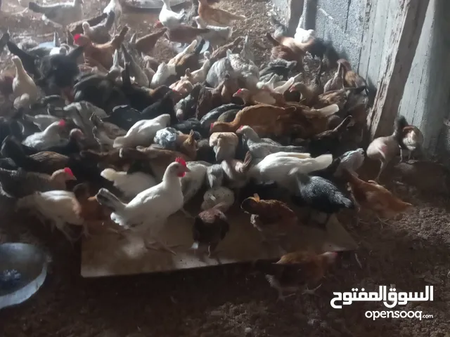 دجاج بلدي للبيع