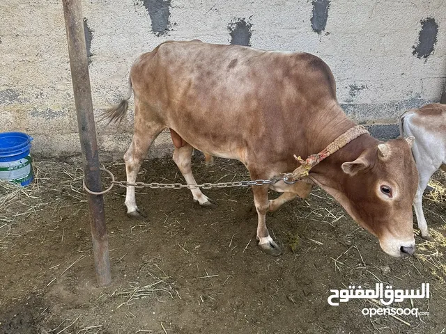 ثور عماني محلي سمين